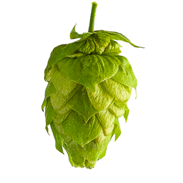 CITRA® HOPS US