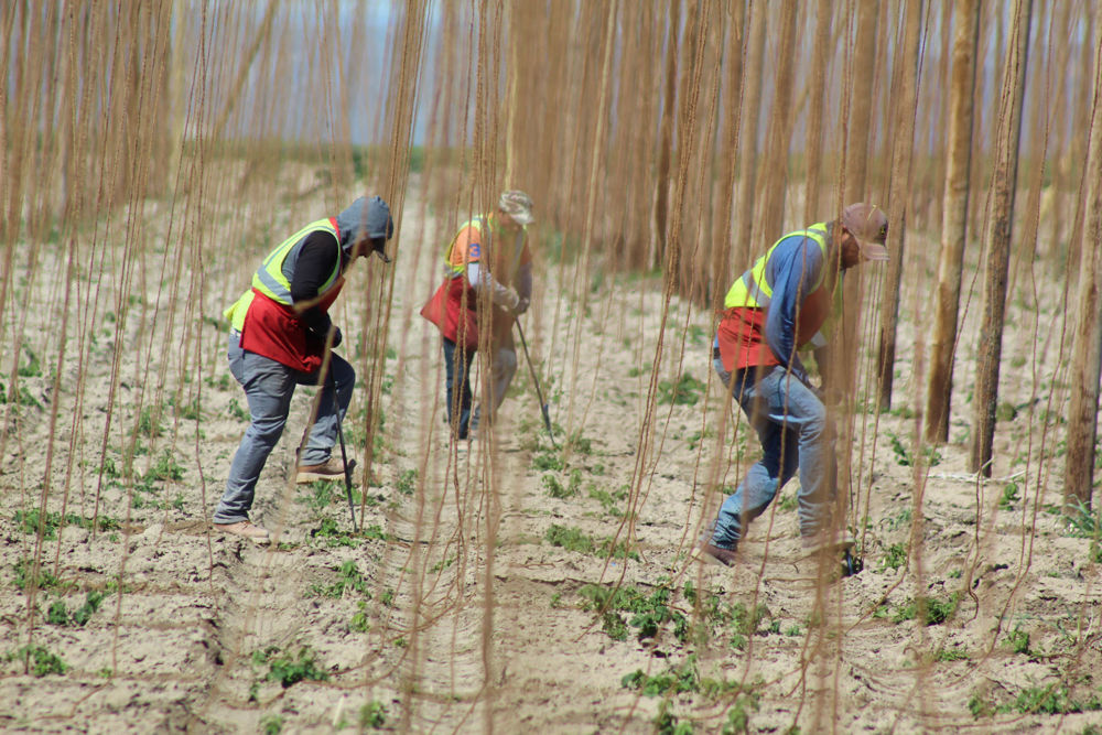 Crew Clipping Strings to Hops